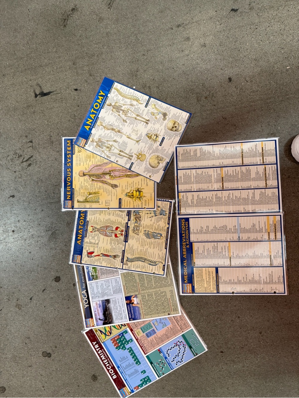 Educational Anatomy & Medical Reference Flashcards - Blue/Yellow